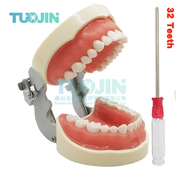Мека венците 32 паста за модел на Зъбите, модел на зъбите от смола, Подвижни зъби, Стоматологичен лабораторен модул за обучение на стоматолози, Продукт